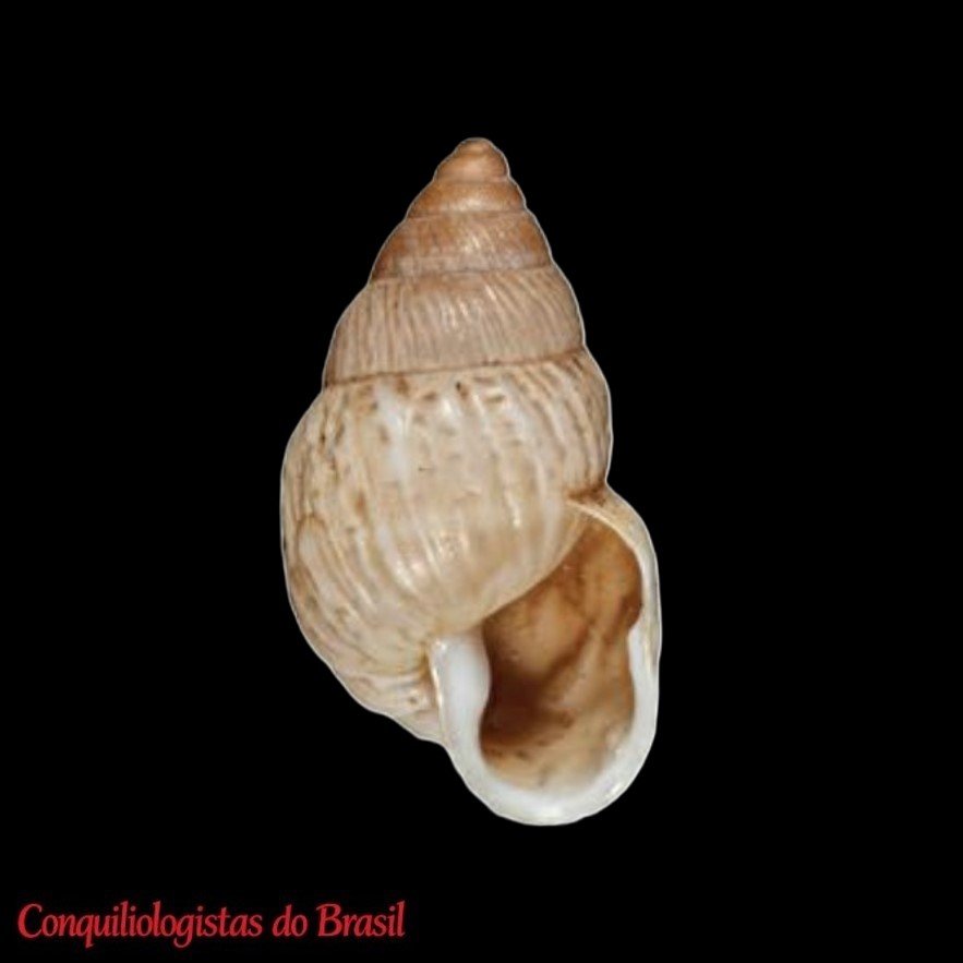 Naesiotus blombergi (Odhner, 1951)