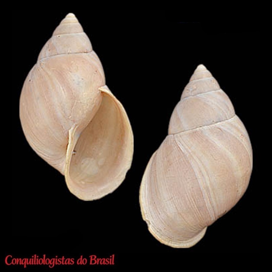 Naesiotus cosmicus (Mabille, 1895)