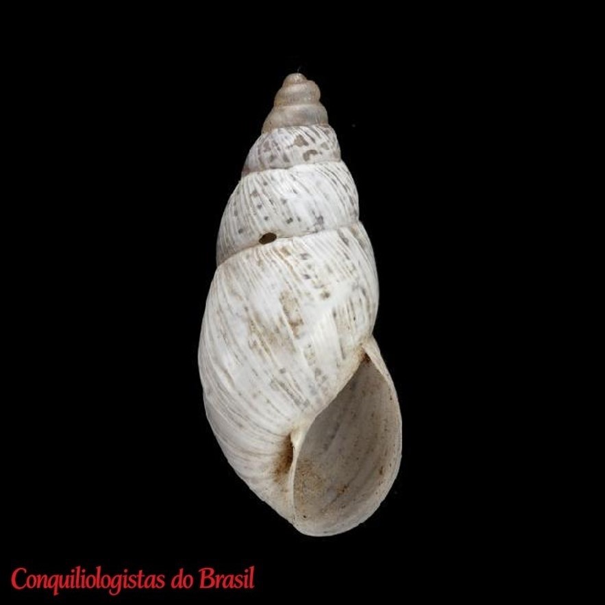 Naesiotus durangoanus (E. von Martens, 1893)