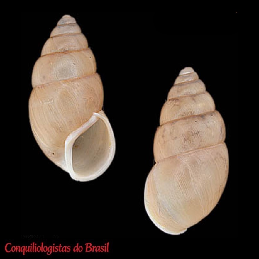 Naesiotus gigantensis (C. C. Christensen & W. B. Miller, 1977)