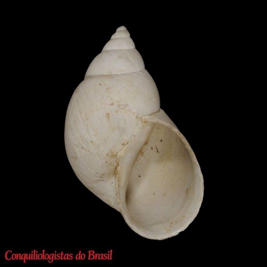 PARATYPE de Naesiotus hannai (Pilsbry, 1927), ANSP 141418