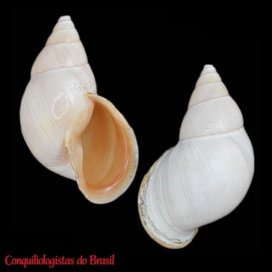 Naesiotus harribaueri (Jacobson, 1958)