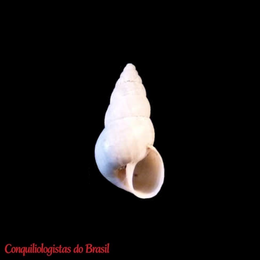 Naesiotus turritus Weyrauch, 1967
