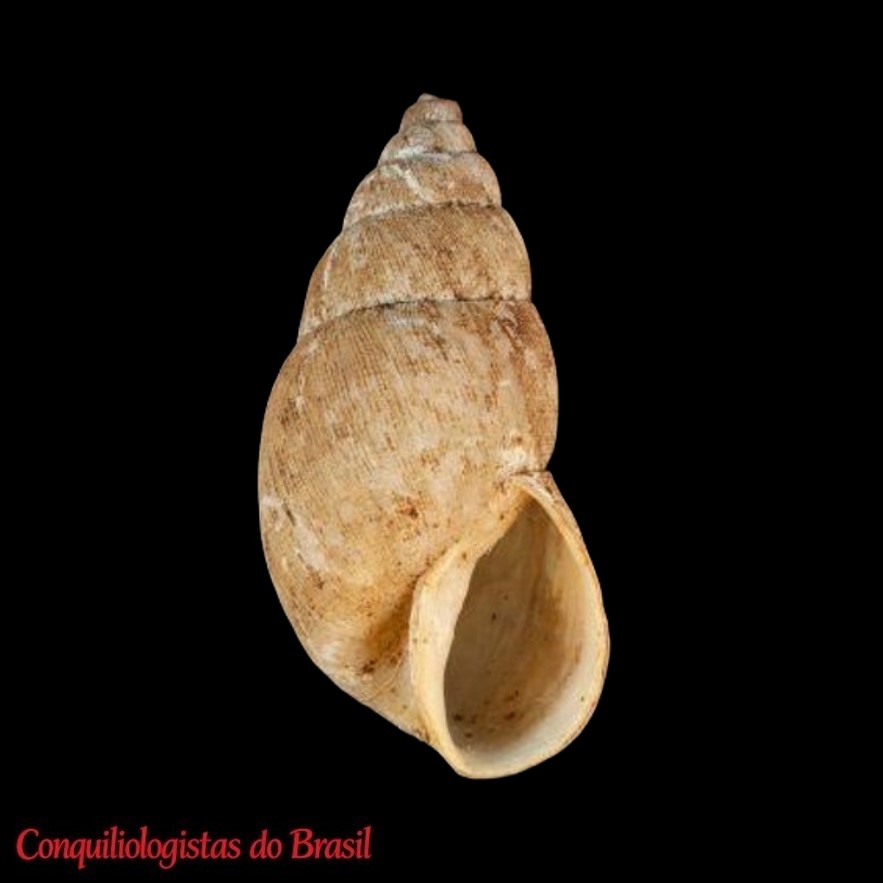 Naesiotus xantusi (W. G. Binney, 1861)