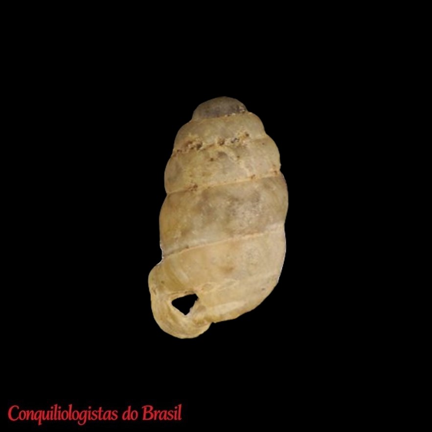 product-thumb