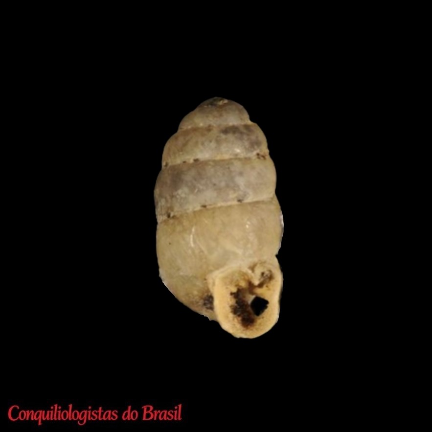 Nesopupa turtoni (E. A. Smith, 1892)