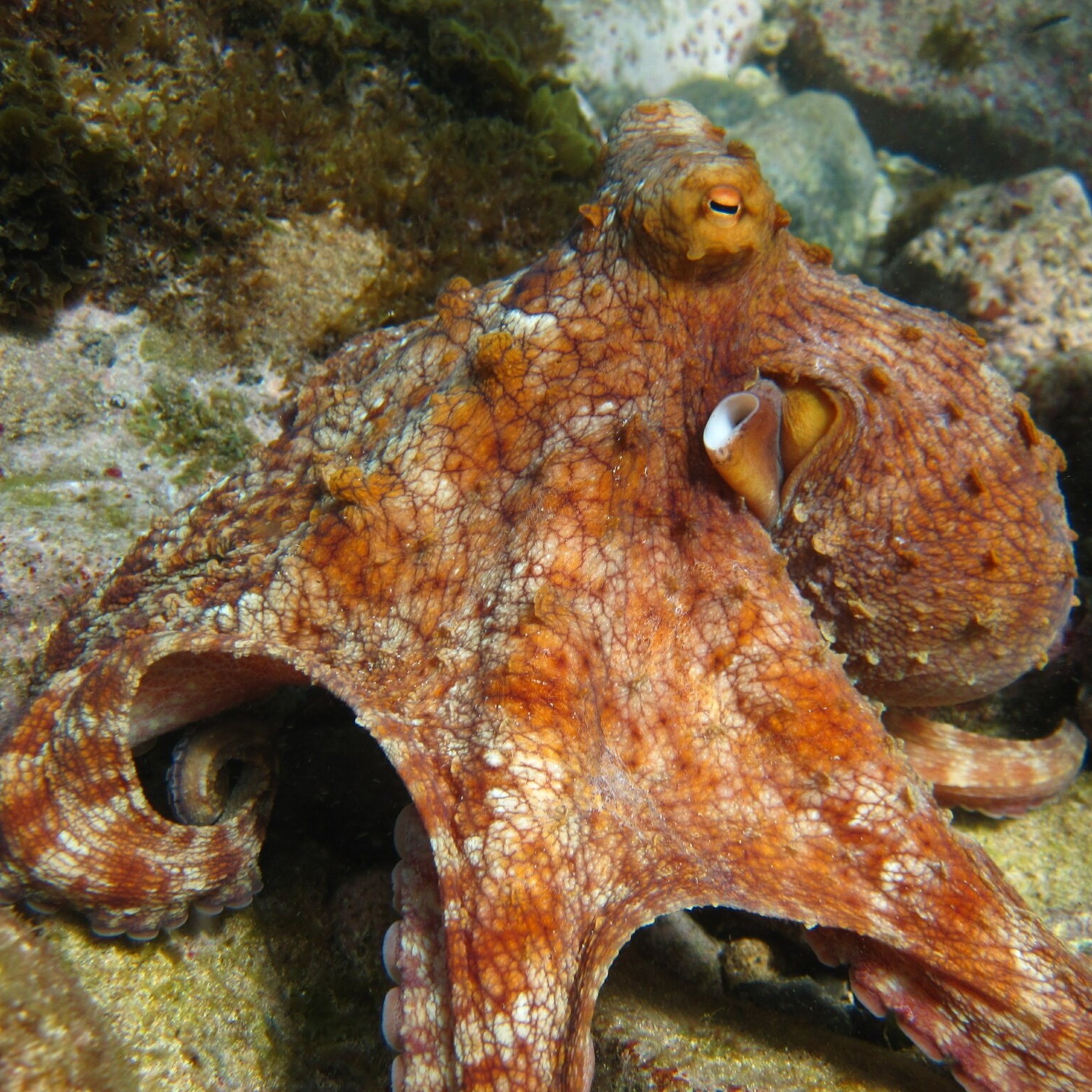 Octopus insularis Leite & Haimovici, 2008 - crédito: Sanjay Veiga