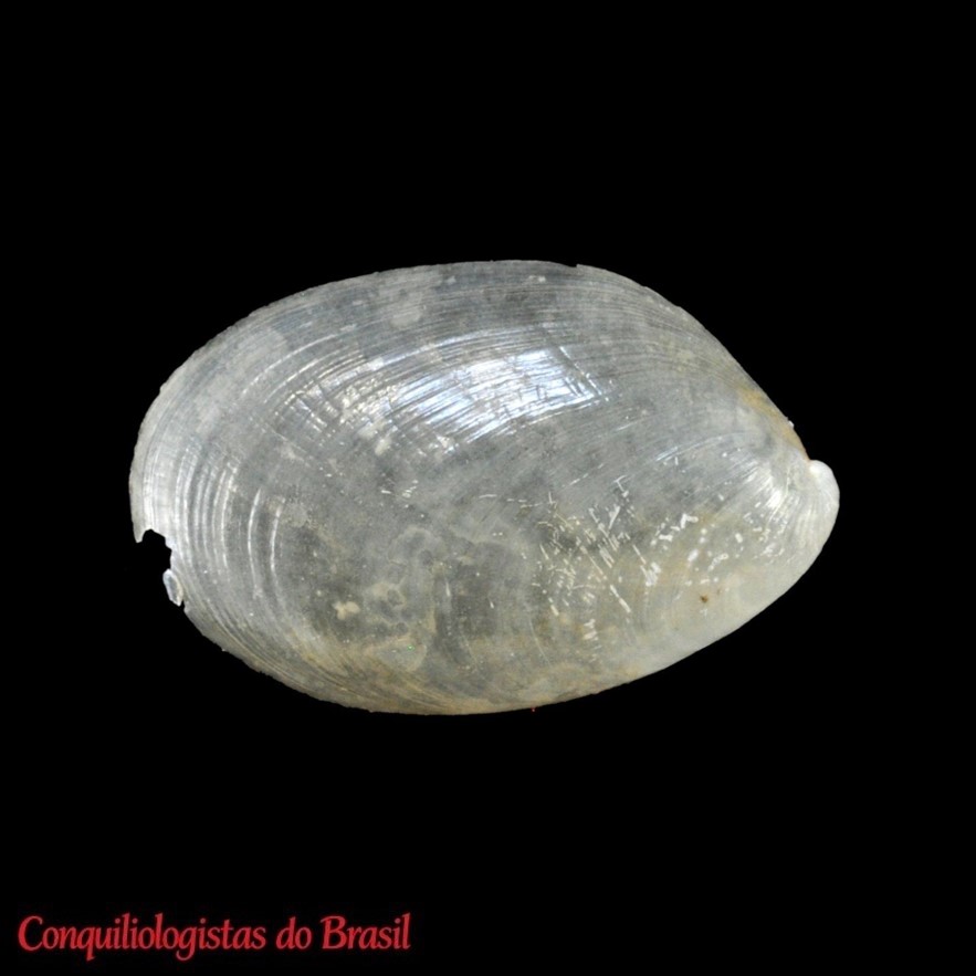 Omalonyx geayi Tillier, 1980