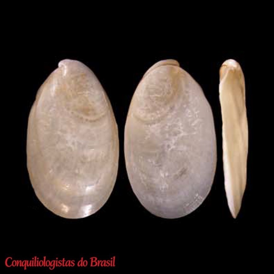 Omalonyx matheronii (Potiez & Michaud, 1838)