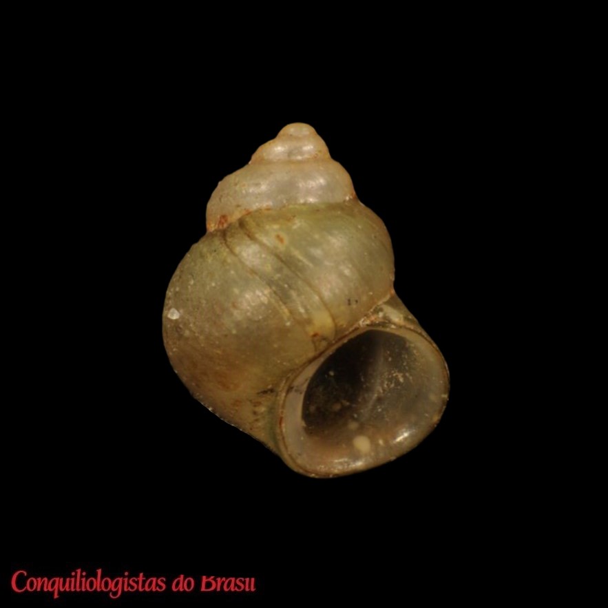 Potamolithus chloris Pilsbry, 1911 ANSP
