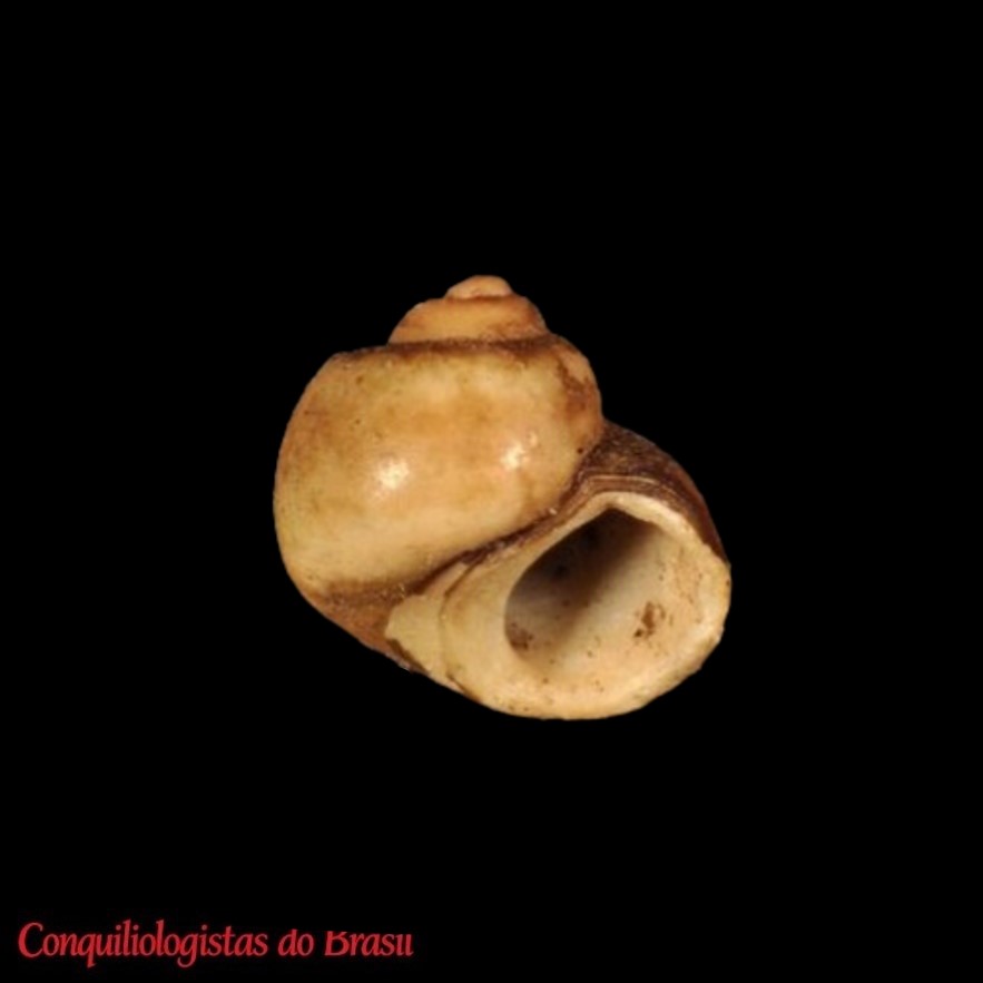 Potamolithus chloris Pilsbry, 1911