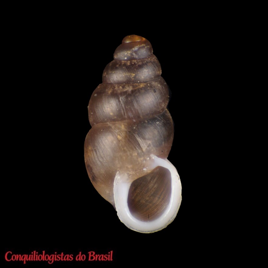 Pupoides nitidulus (L. Pfeiffer, 1839)