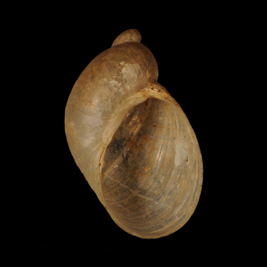 SUCCINEIDAE - BRASIL