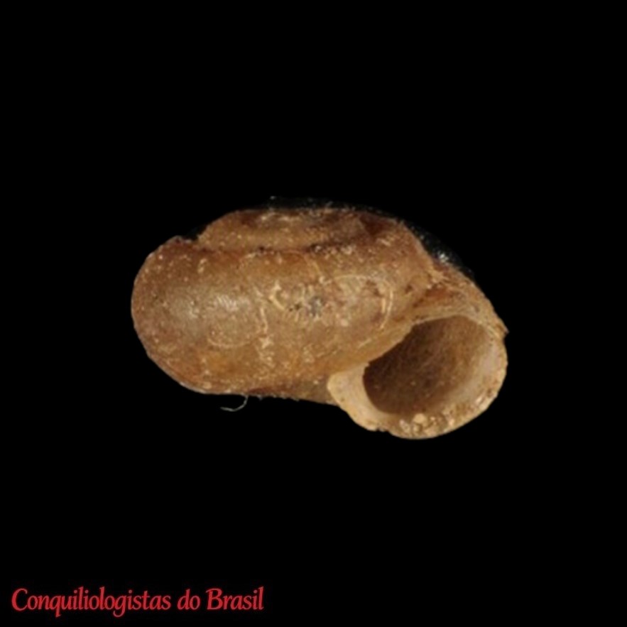 Setidiscus crinitus (Fulton, 1917)