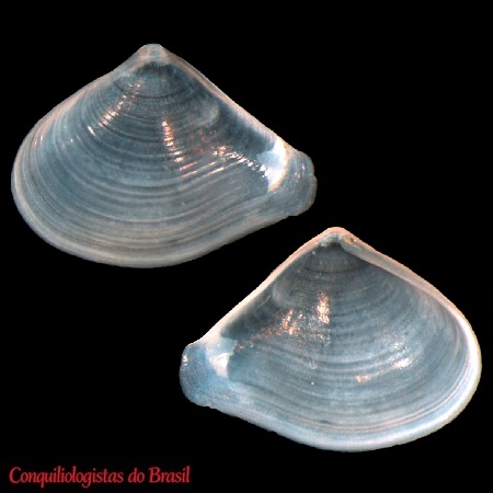 Spheniopsis brasiliensis Machado & F. D. Passos, 2015