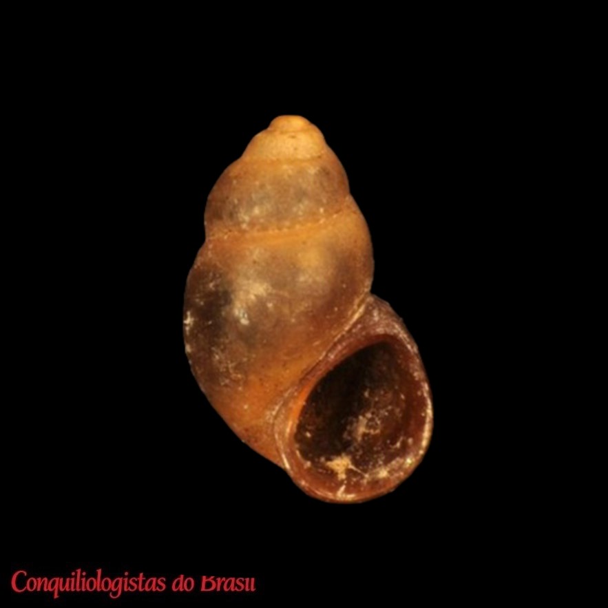 Strobelitatea hatcheri (Pilsbry, 1911)