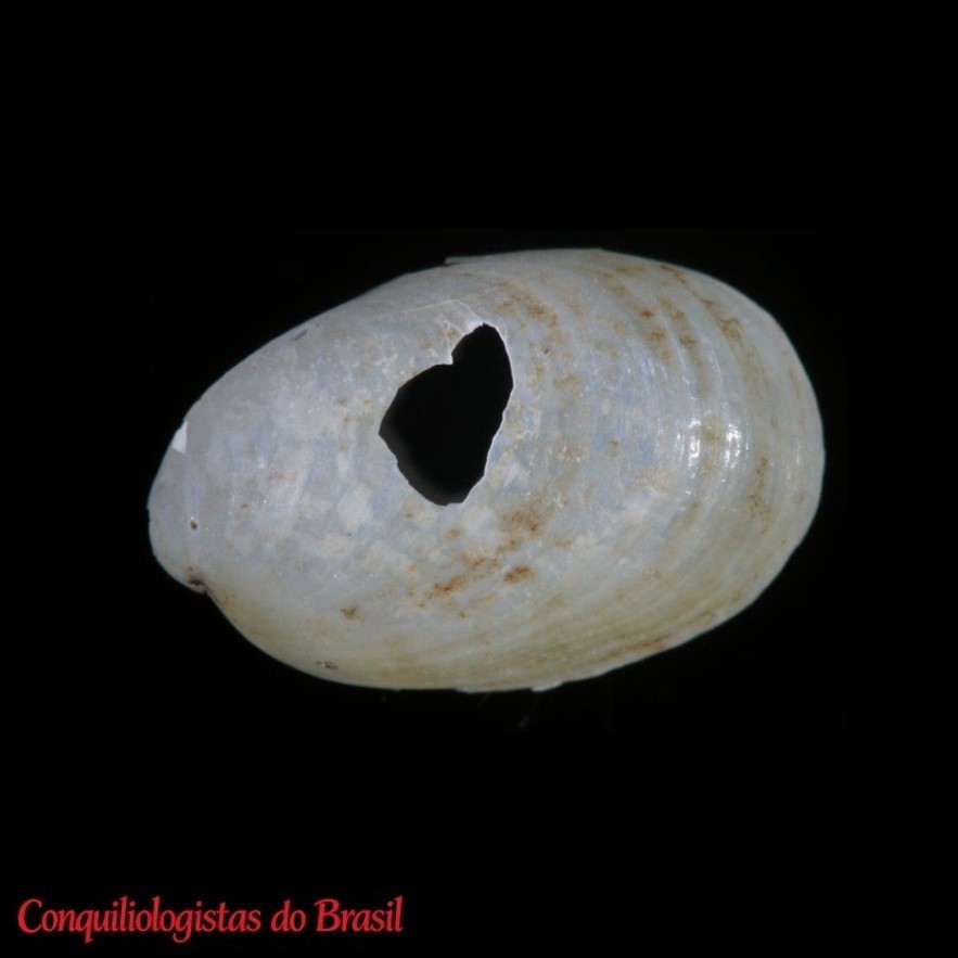 Succinea cryptica Tillier, 1981