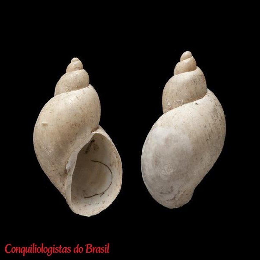 Succinea falklandica E. A. Smith, 1884