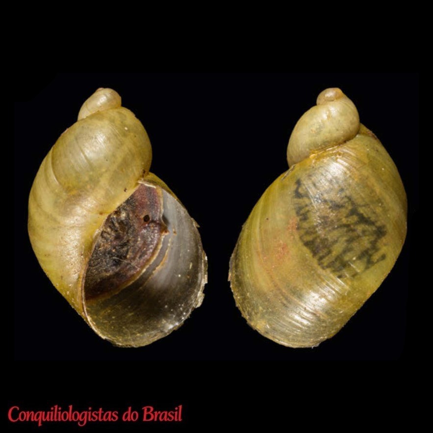Succinea lebruni Mabille, 1884