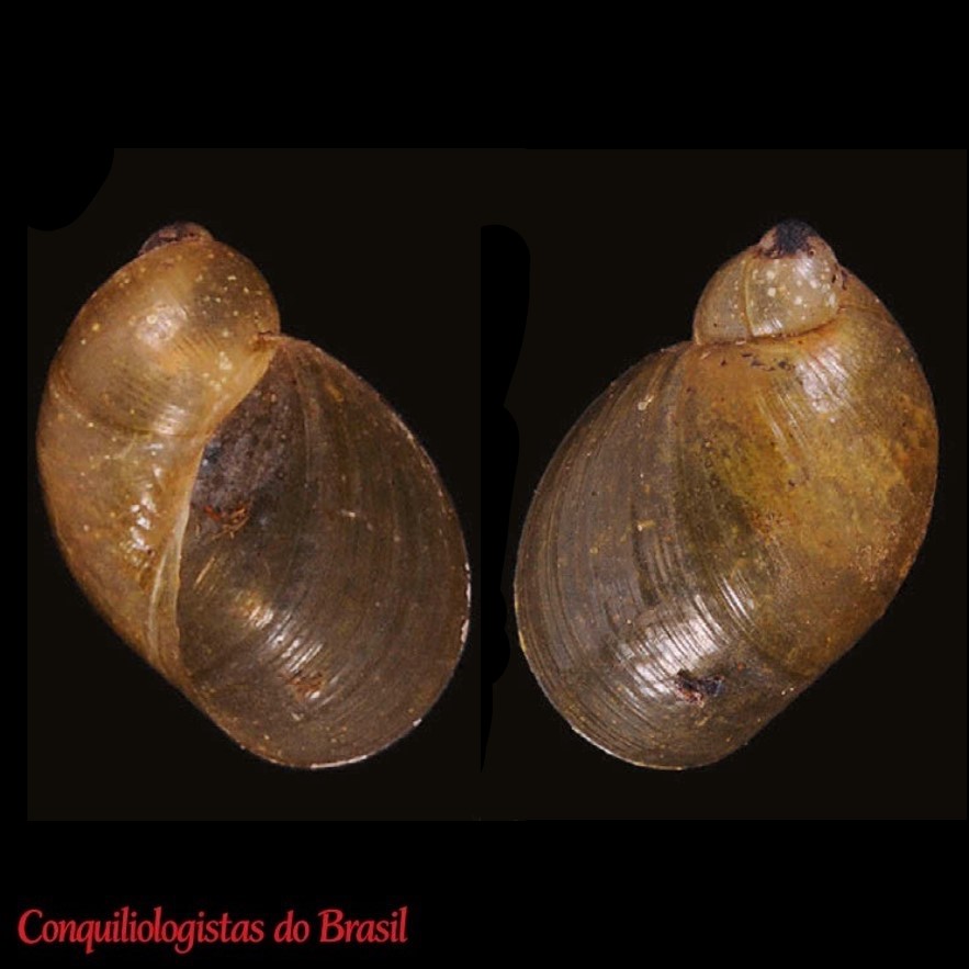 Succinea magellanica A. A. Gould, 1846