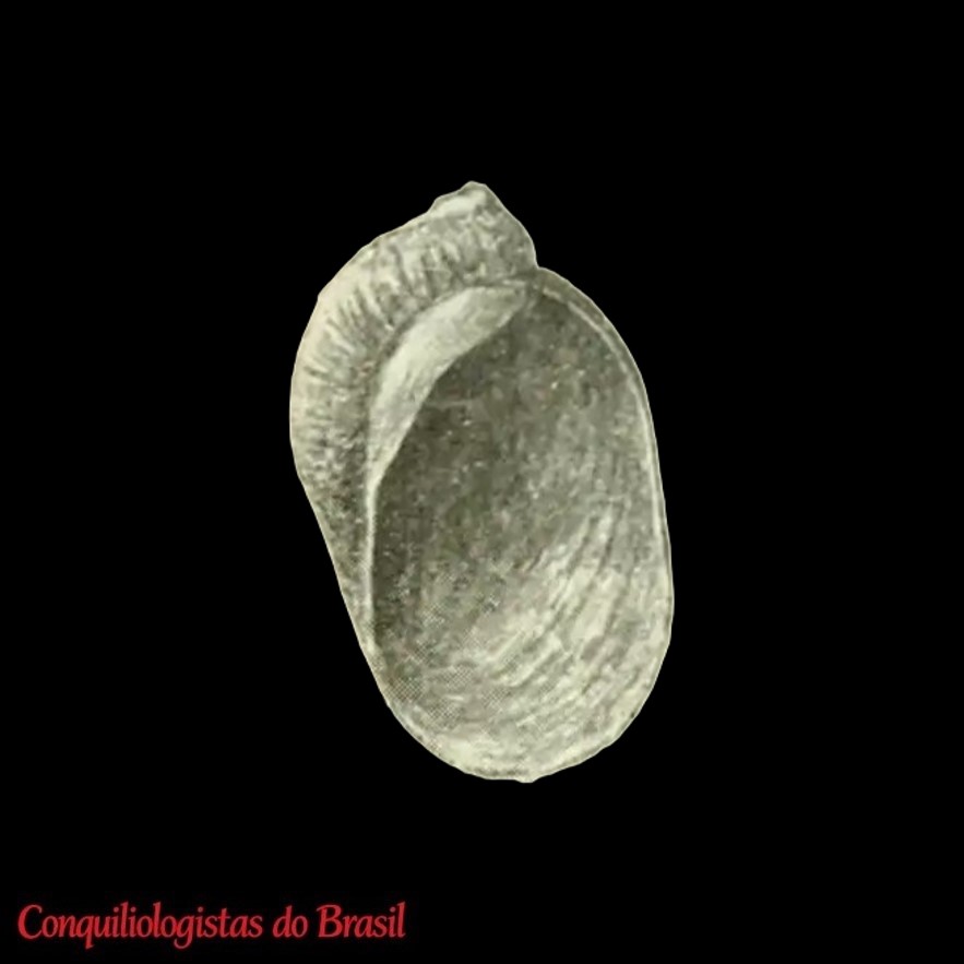 Succinea masafuerae Odhner, 1922
