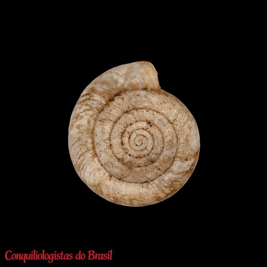 Systrophia pseudoplanorbis (Lubomirski, 1880)