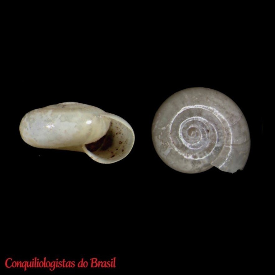 Tamayoa decolorata (Drouët, 1859)