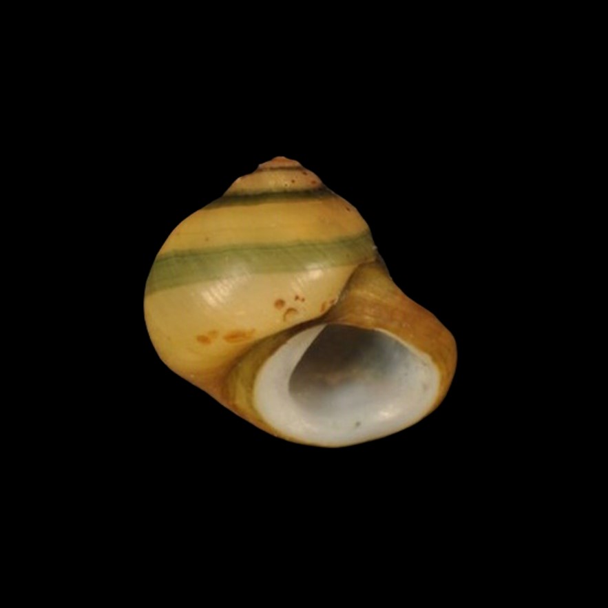 TATEIDAE - AMÉRICA DO SUL