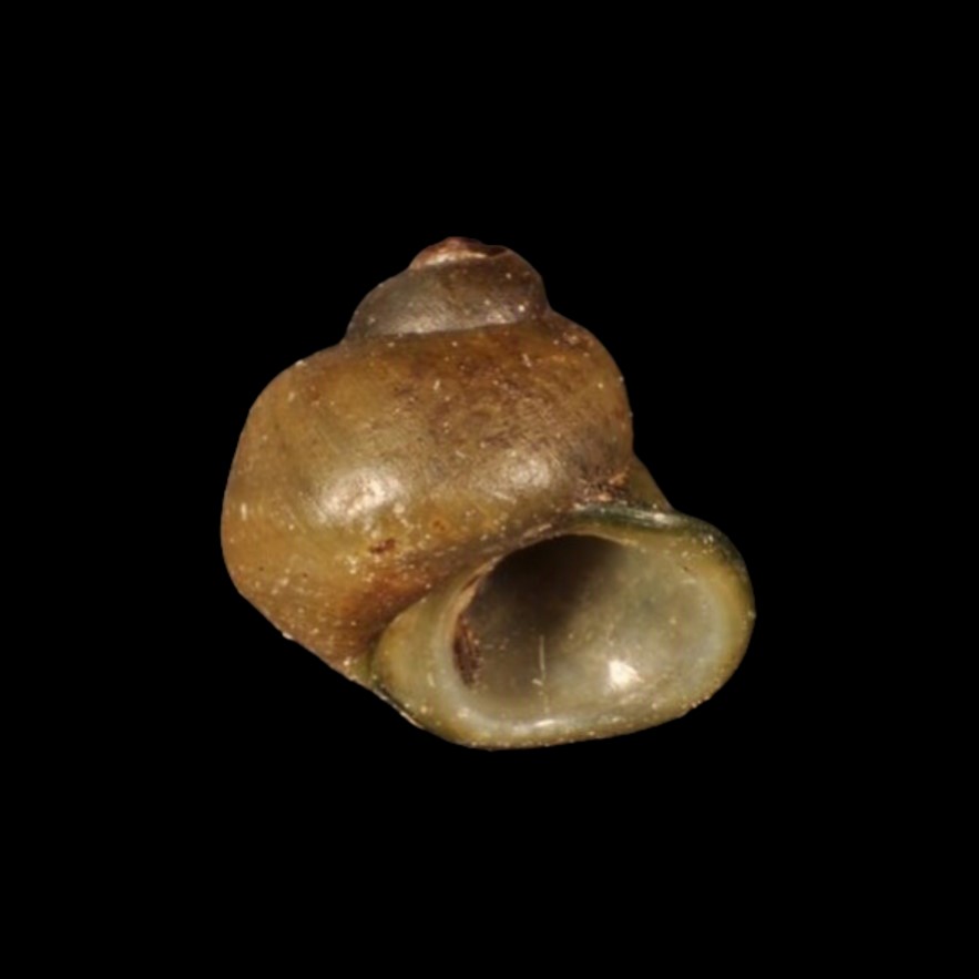 TATEIDAE - BRASIL