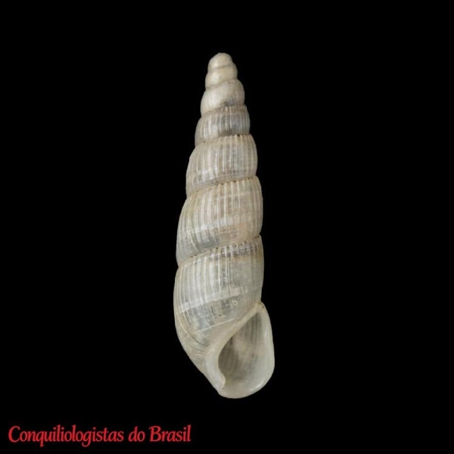 Tomostele musaecola (Morelet, 1860)