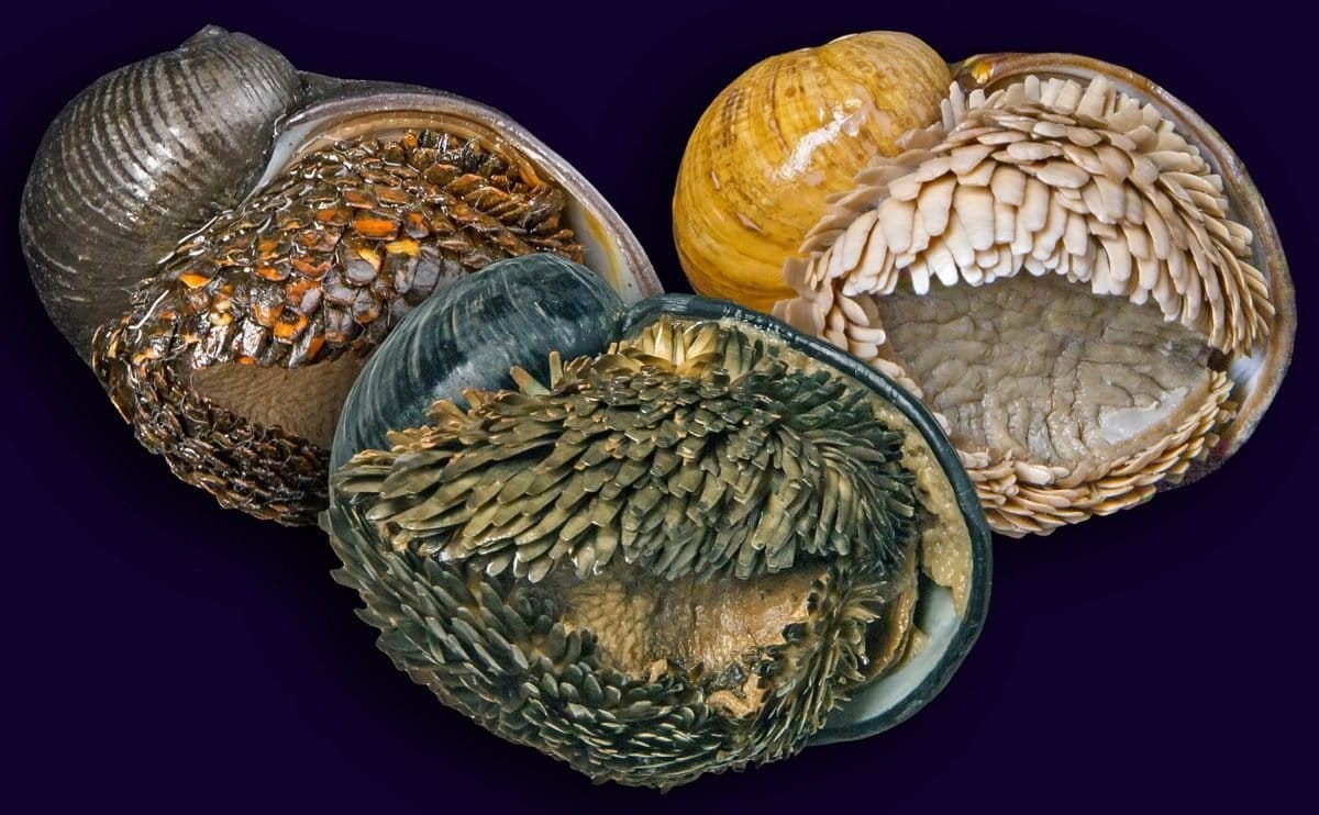 A deep-sea hydrothermal vent mollusk, the scaly-foot snail (Chrysomallon squamiferum), for example, debuted as endangered on the IUCN Red List this year because of threats from mining.