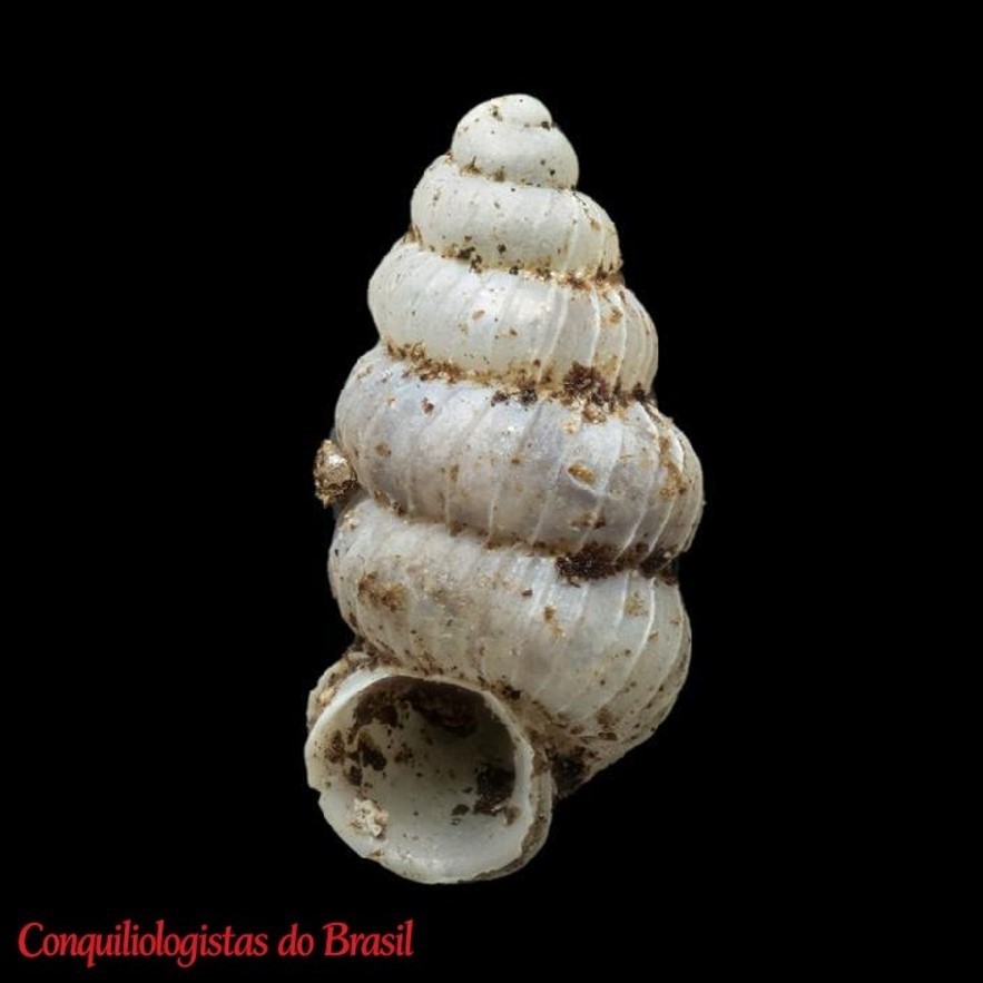 Adelopoma occidentale (Godwin-Austen, 1886)