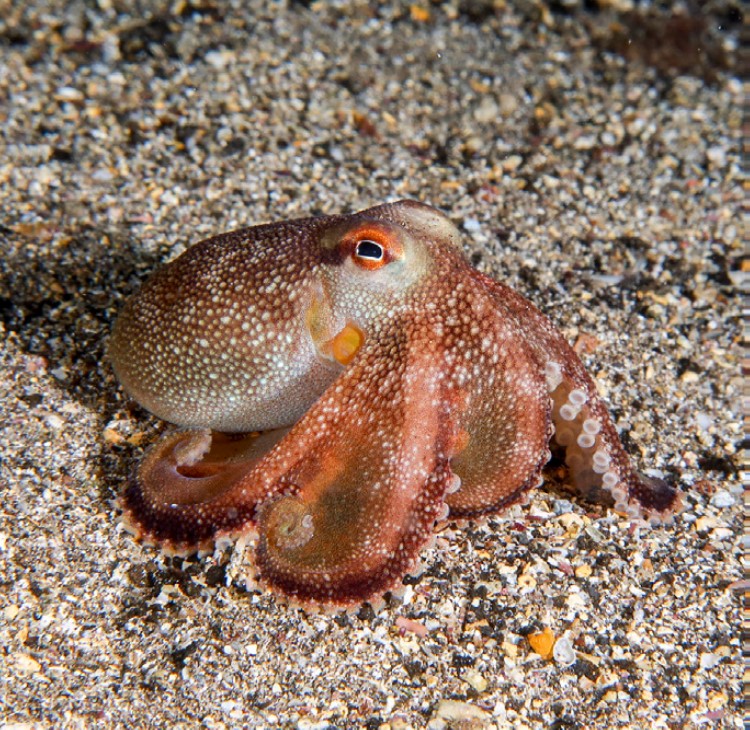 Amphioctopus burryi (G. L. Voss, 1950)