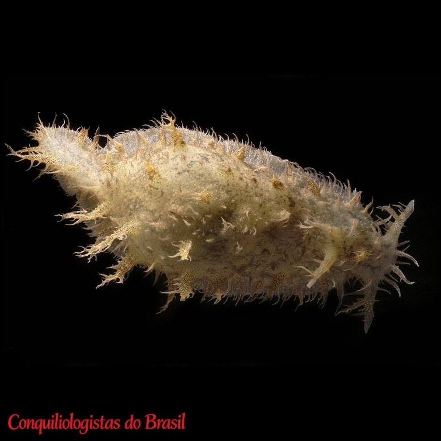 Bursatella leachii Blainville, 1817
