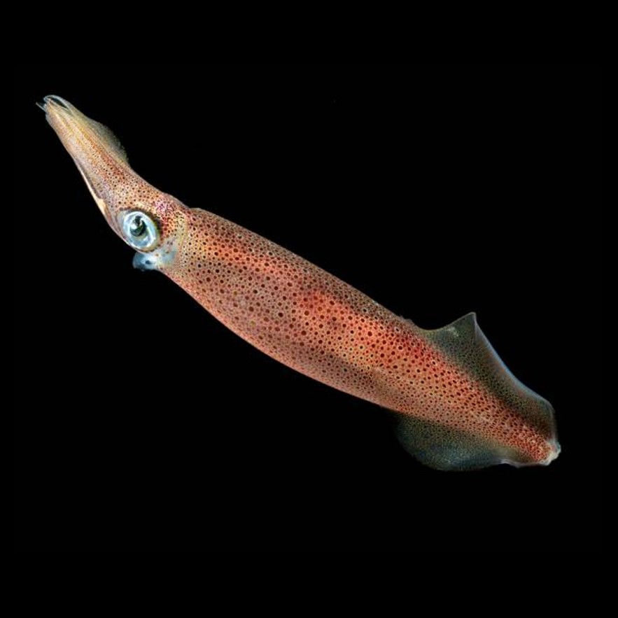 DECAPODIFORMES