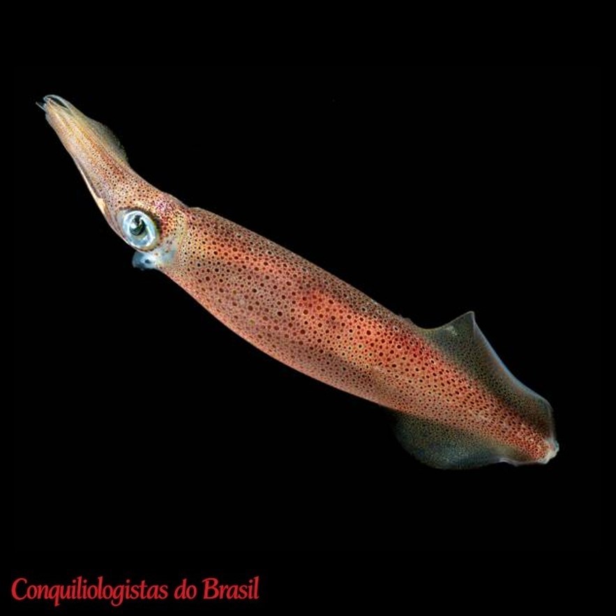 Doryteuthis pleii (Blainville, 1823)