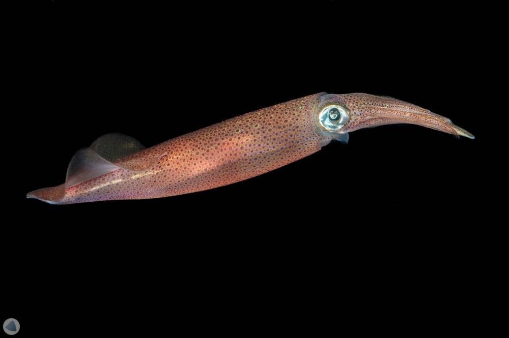 Doryteuthis pleii (Blainville, 1823) Doryteuthis pleii (Blainville, 1823)