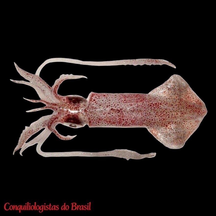 Doryteuthis sanpaulensis (Brakoniecki, 1984)