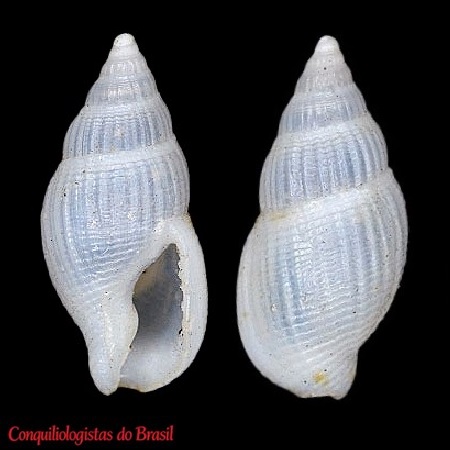 Falsuszafrona pulchella (Blainville, 1829)