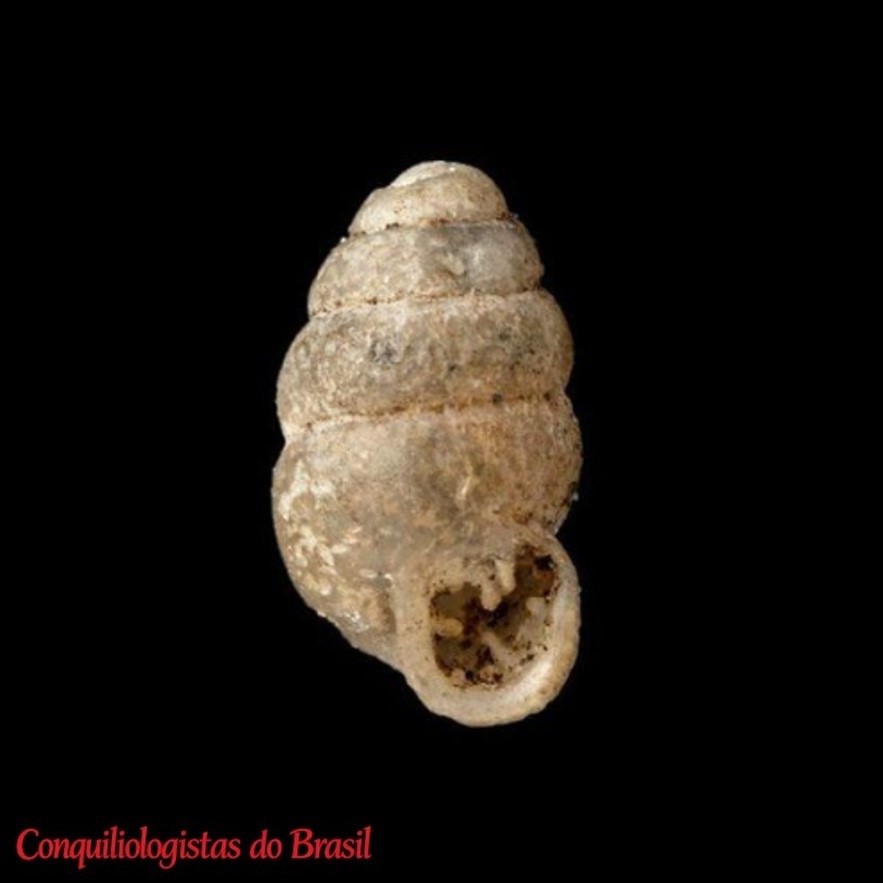 Gastrocopta clausa (Reibisch, 1893)