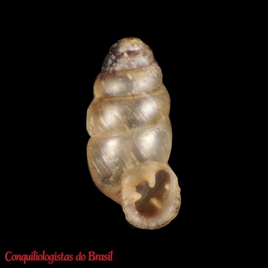 Gastrocopta duncana Pilsbry, 1931
