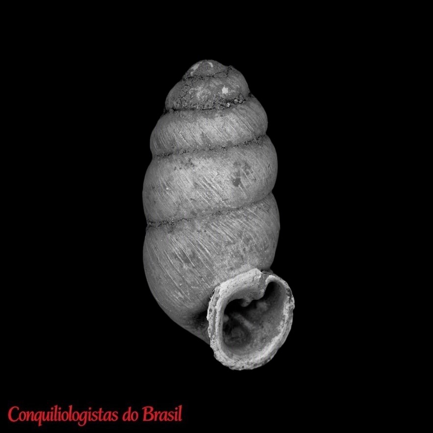 Gastrocopta munita (Reibisch, 1893)