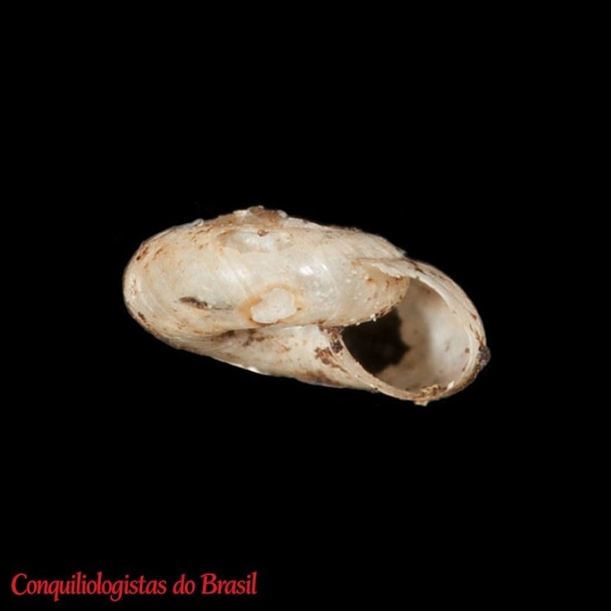 Glyphyalus chathamensis (Dall, 1893)