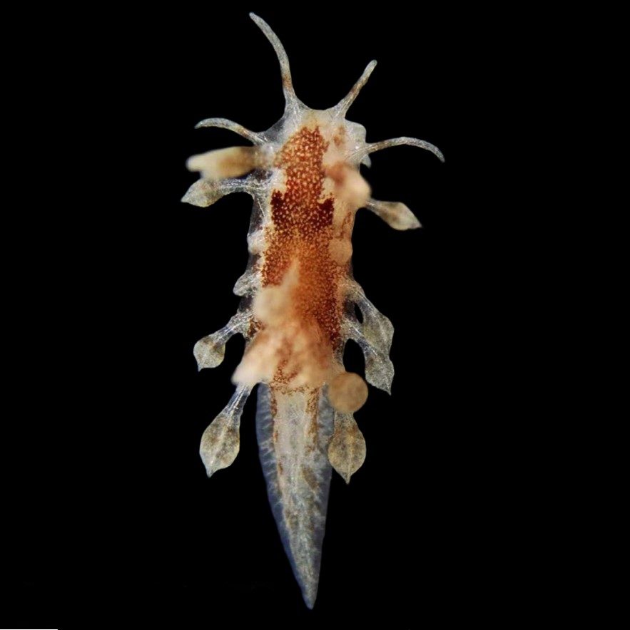 GONIODORIDIDAE