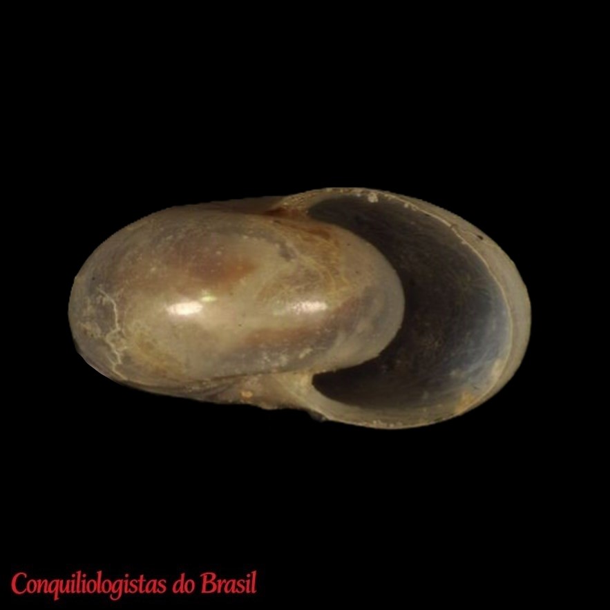 Guestieria blandi Pilsbry, 1930