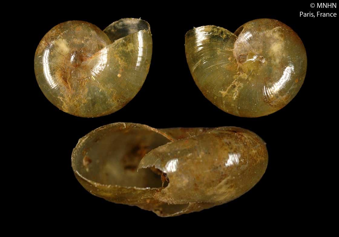Guestieria locardi Jousseaume, 1887 SYNTYPE MNHN-2000-25757 Guestieria locardi Jousseaume, 1887 SYNTYPE MNHN-2000-25757