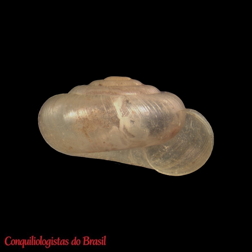Happia dalliana Ancey, 1892