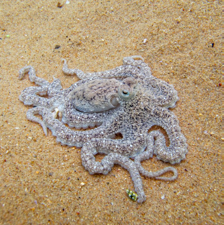 Macrotritopus defilippi (Vérany, 1851)