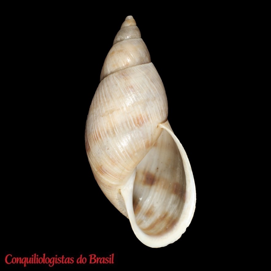 Mesembrinus botterii (Crosse & P. Fischer, 1875)