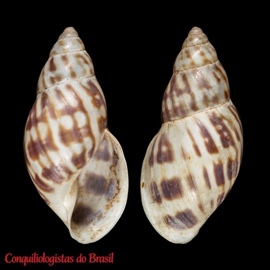 Mesembrinus sargi (Crosse & P. Fischer, 1875)